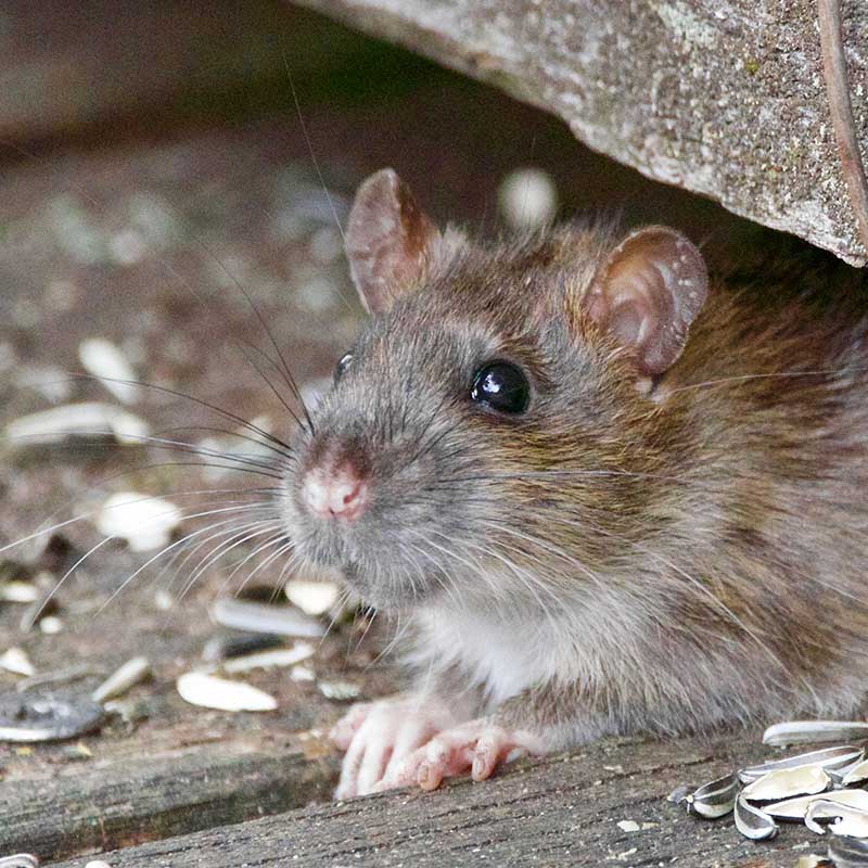 Rat Problems? We Will Solve Your Problem