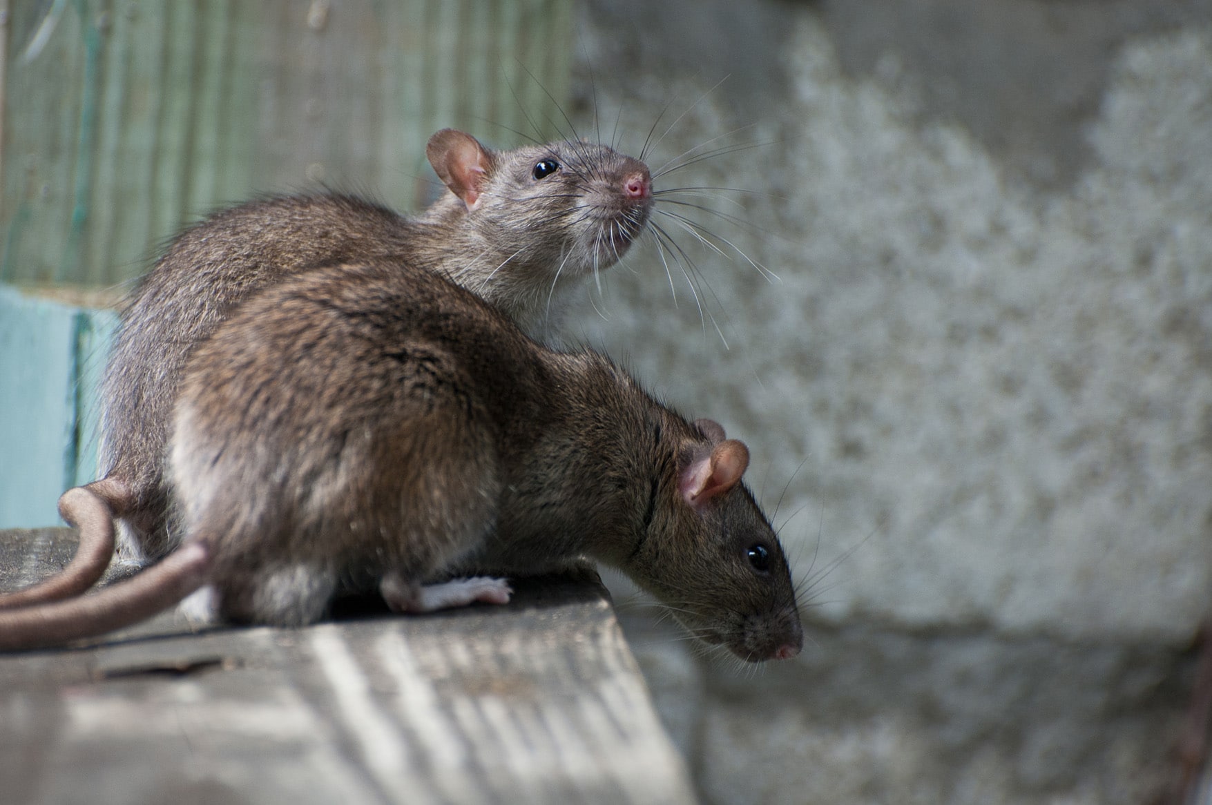 A rat — one of the many pests we treat