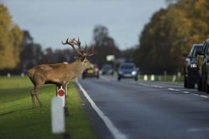 Deer Causing Danger on Road