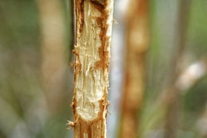 Deer Chewed Sappling Damage