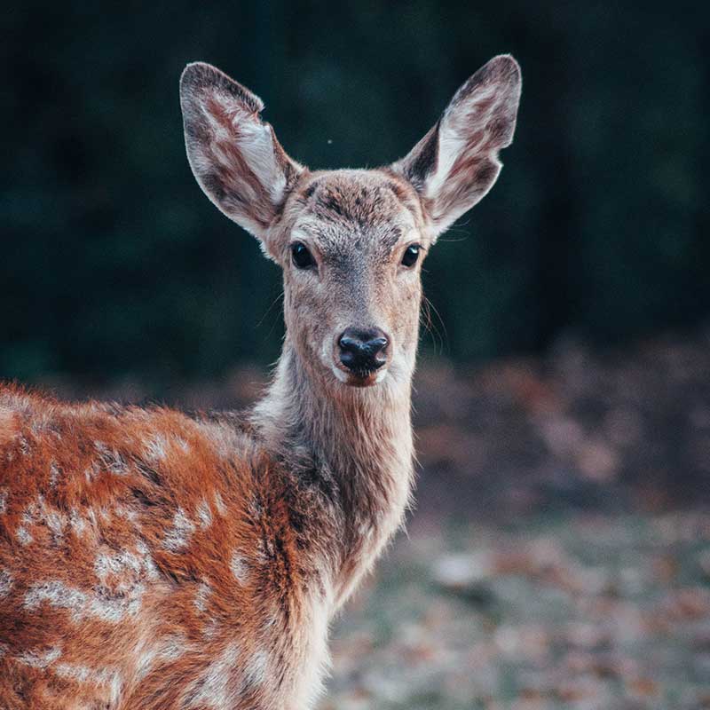 Deer Numbers on the Increase Nationally