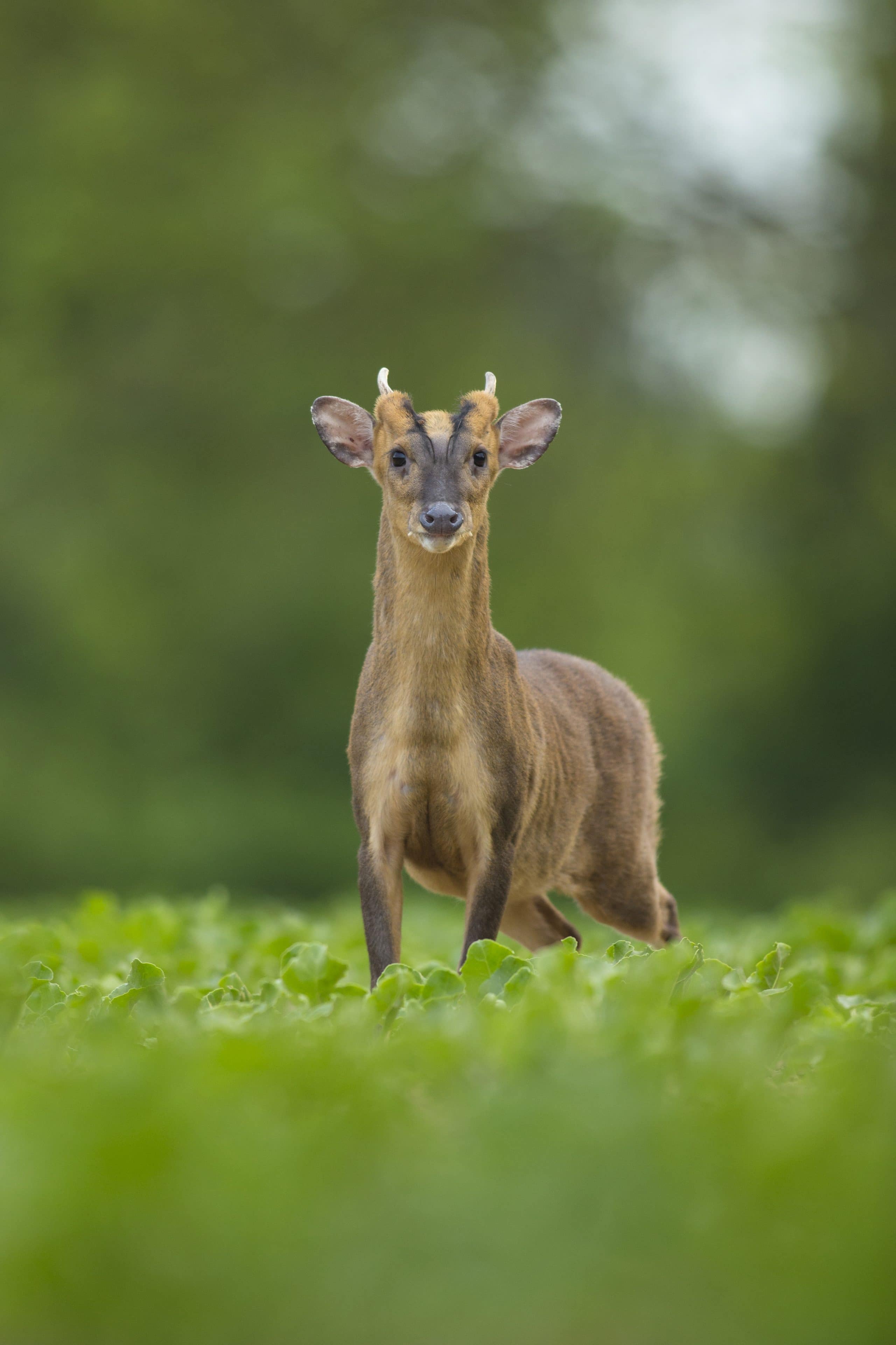 Deer in the UK countryside