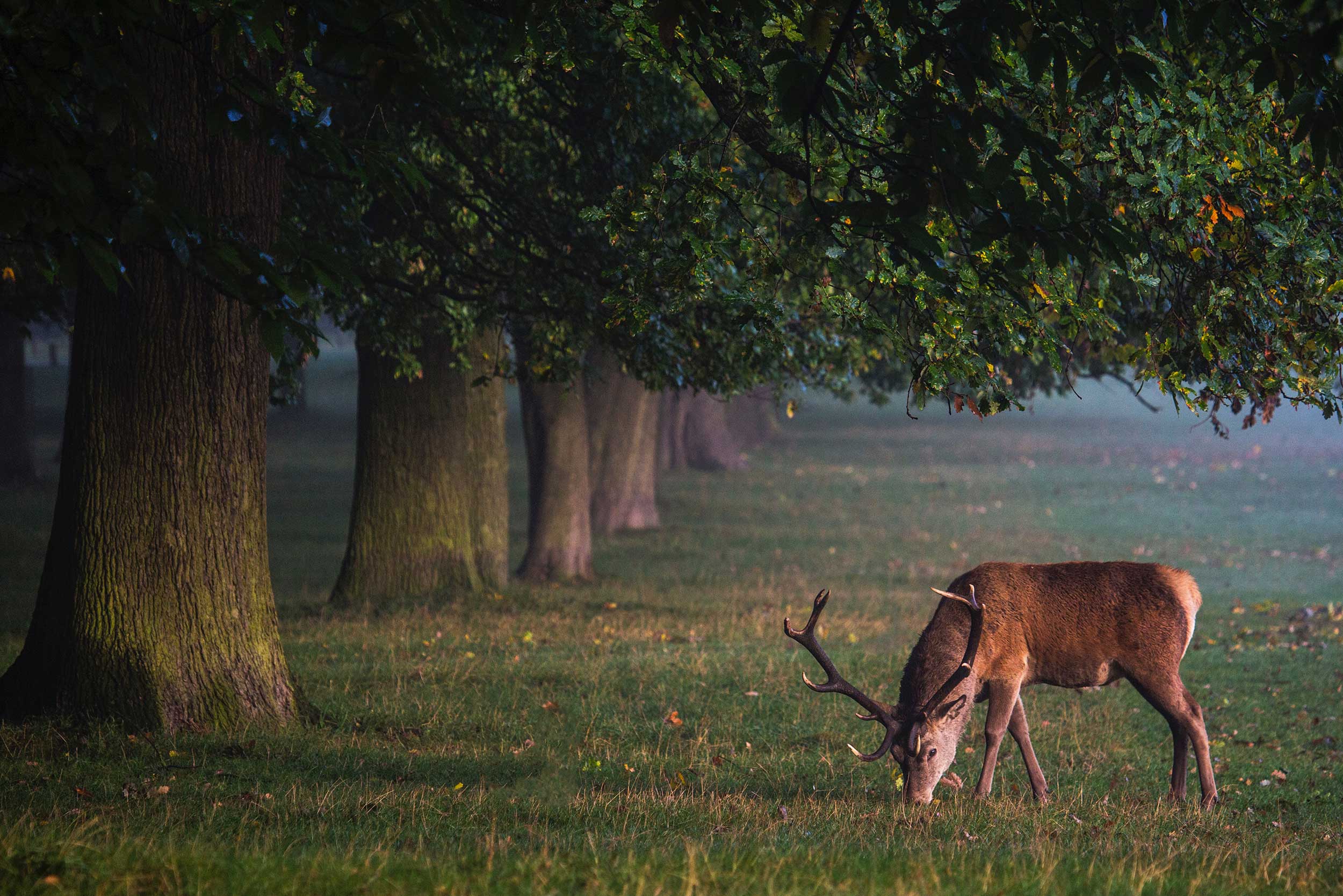 Deer management services