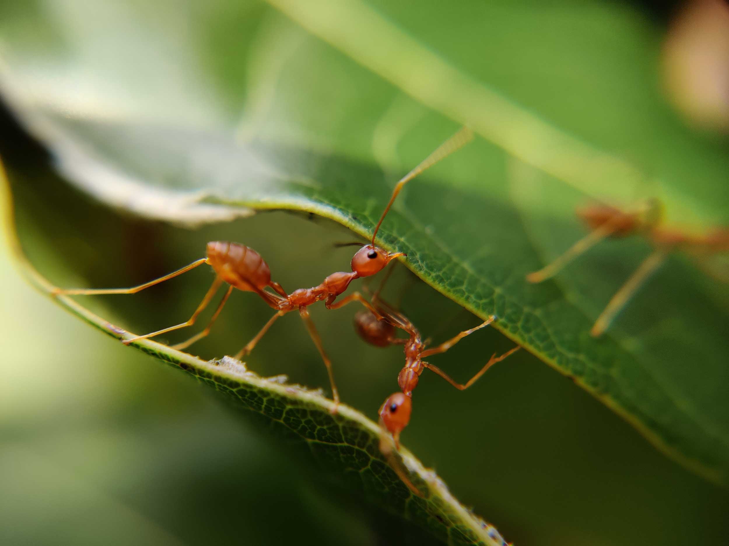 Garden Ants Pest Control