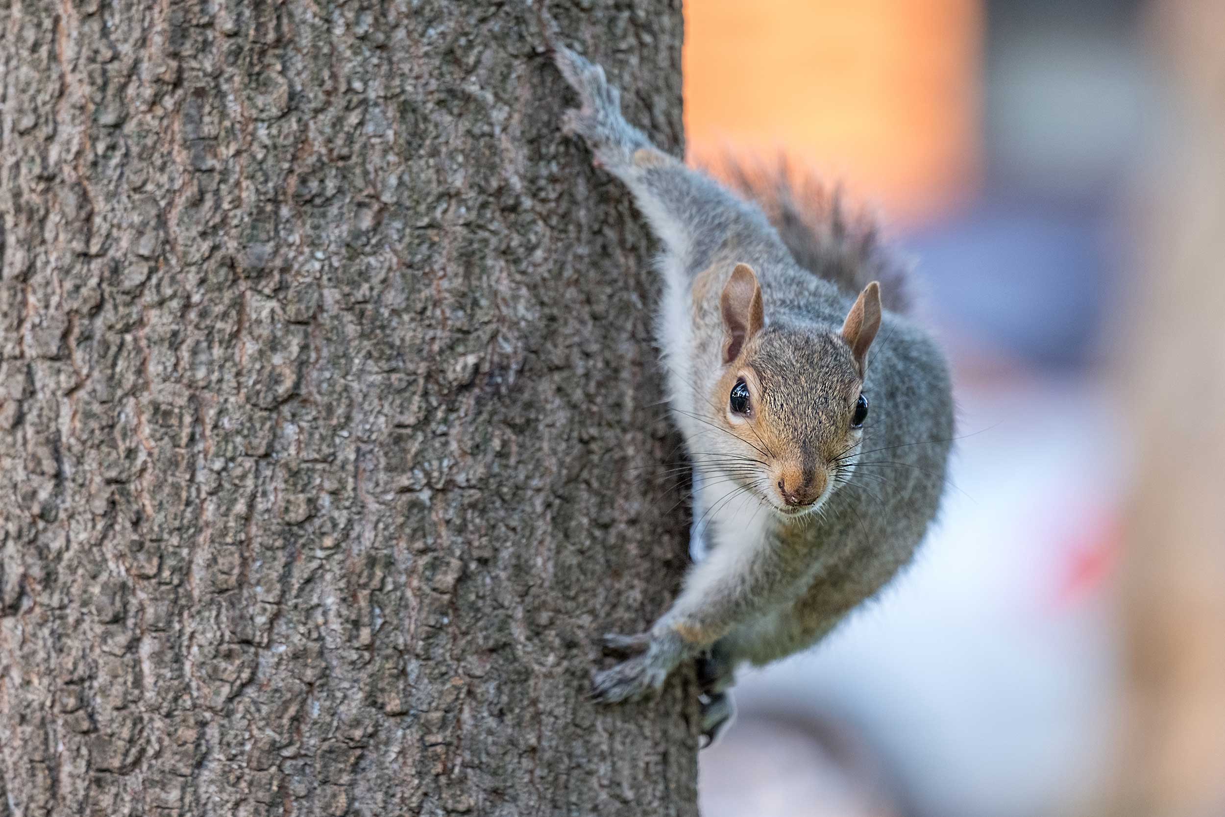 Squirrels Pest Control