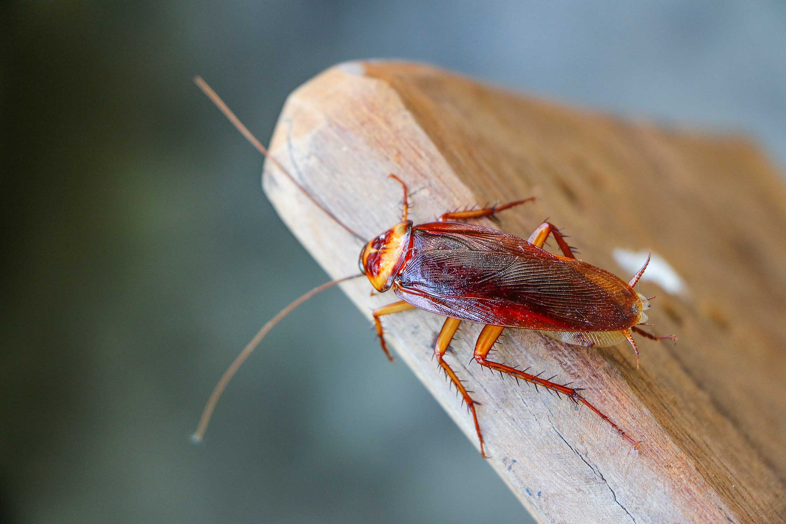 Cockroach Pest Control