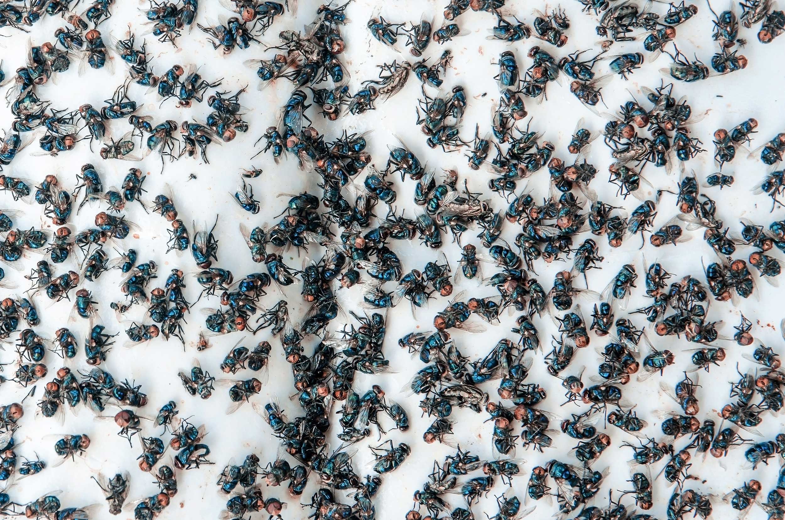 Cluster Flies Pest Control