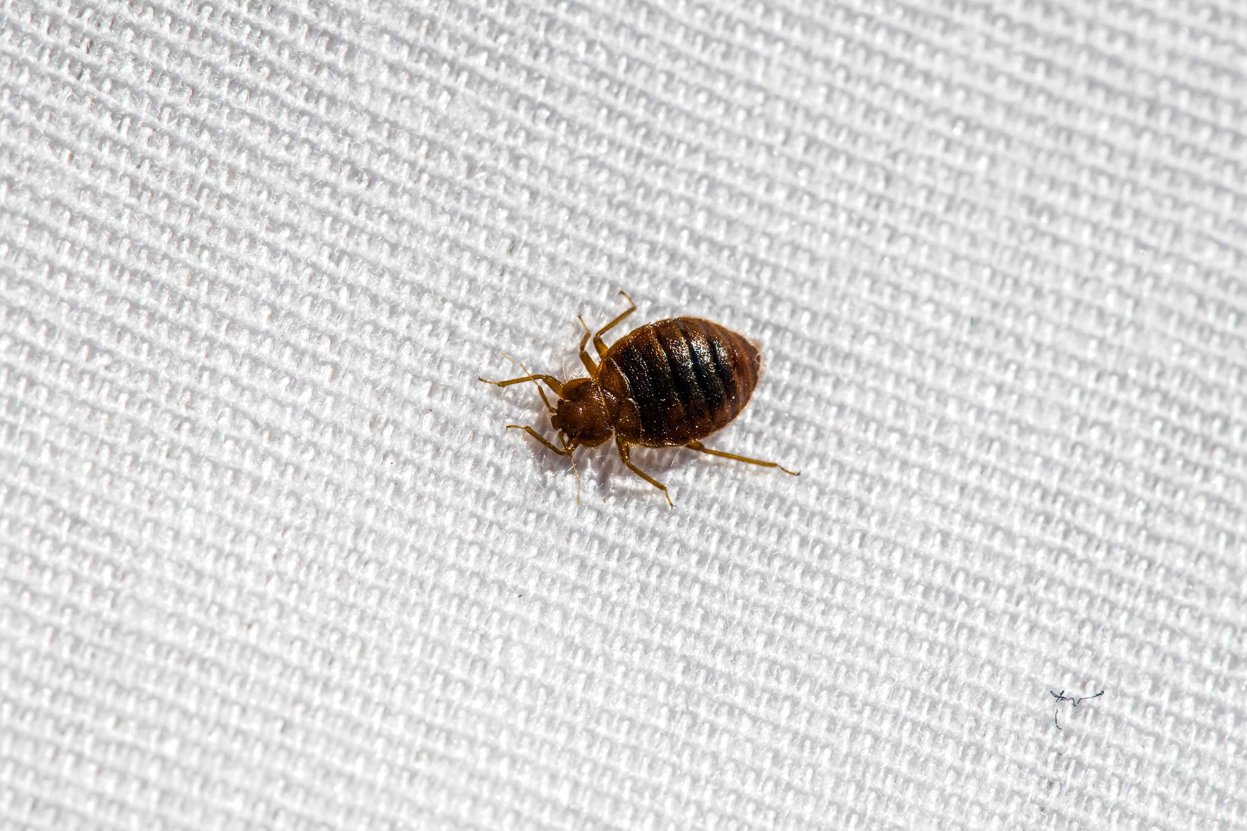 Bed Bugs Pest Control