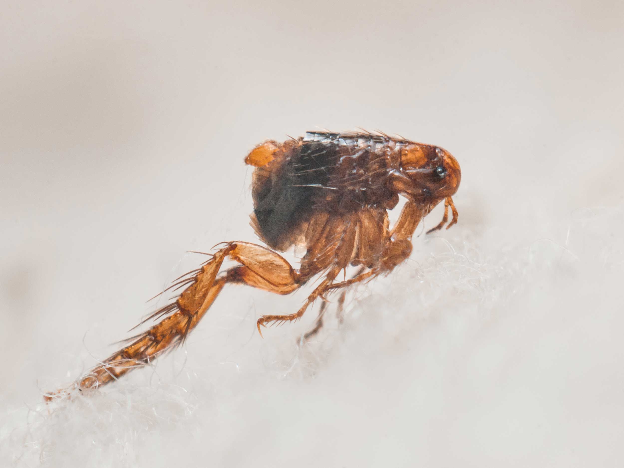 Fleas Pest Control