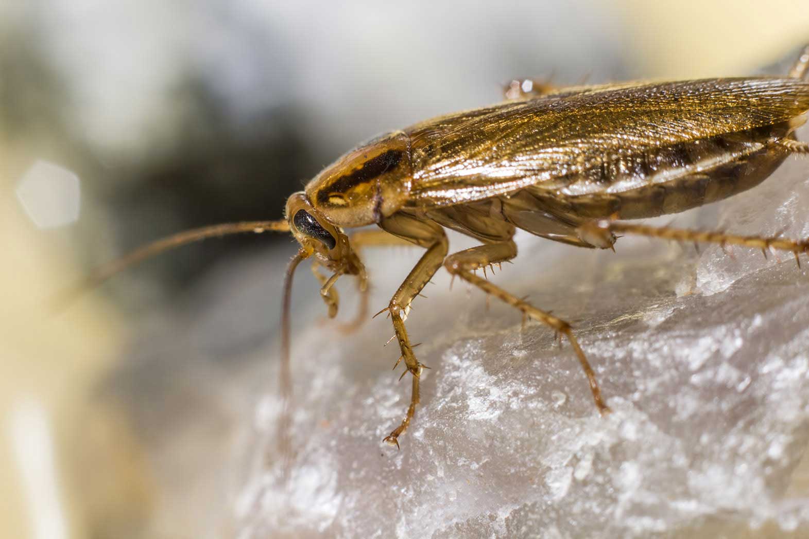 Cockroach Pest Control