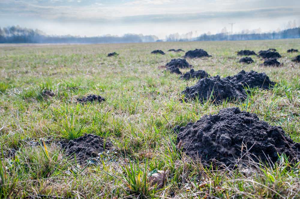 Moles Pest Control