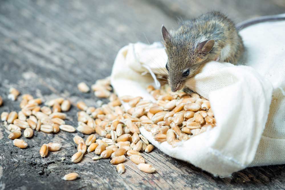 Mice Pest Control