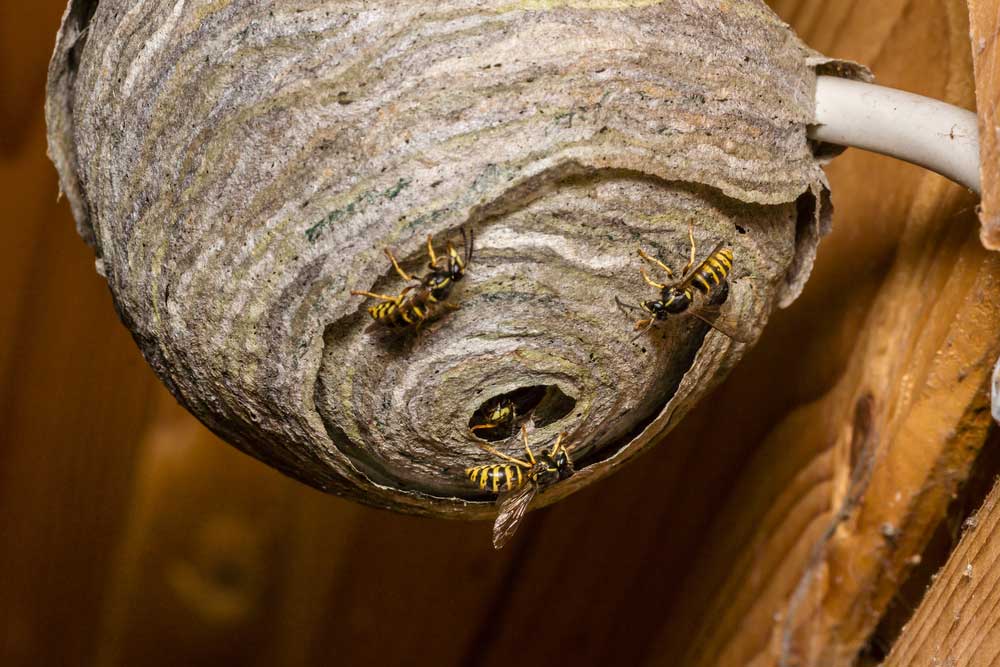 Wasps Pest Control