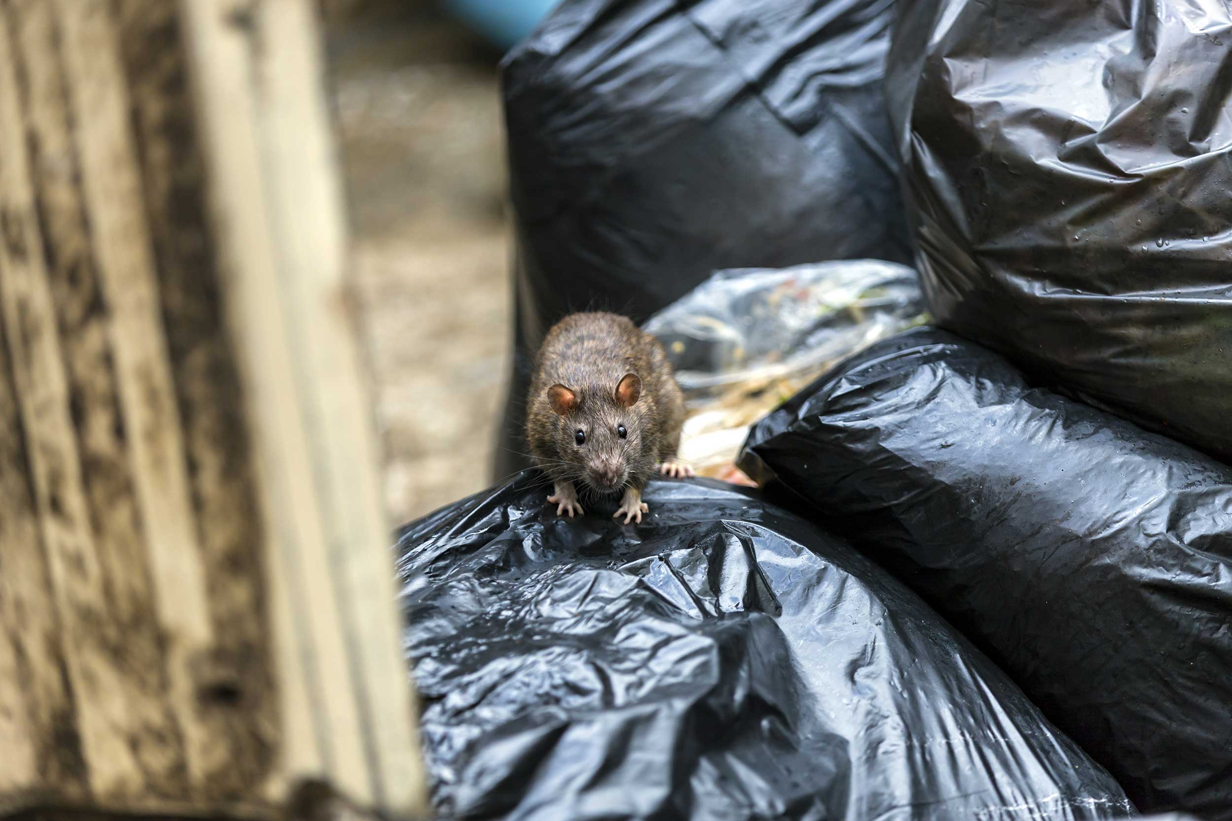 Rats Pest Control