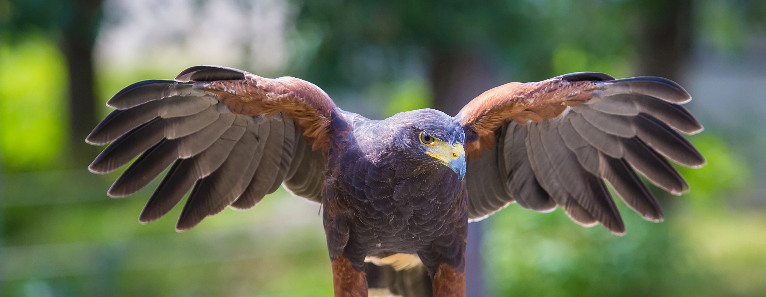 Our Harris's Hawk used for bird deterrent work