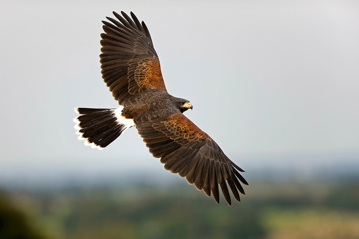 Harris Hawk